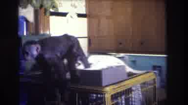 Medford New Jersey USA (1973): A Monkey Walks On Top Of A Cage Housed Indoors That