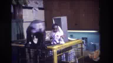 Medford New Jersey USA (1973): Monkey Trying To Help Toy Baby Assuming Its A Real