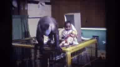 Medford New Jersey USA (1973): Bored Monkey Walking On Top Of His Cage Looking For