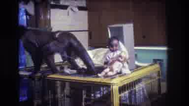 Medford New Jersey USA (1973): A Small White Faced Monkey Plays On Top Of A Yellow