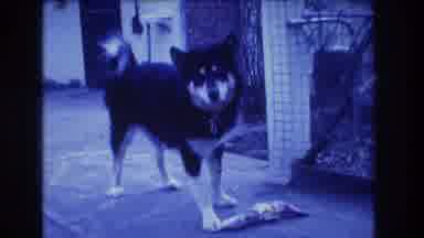Medford New Jersey USA (1973): Hungry Dog Eating