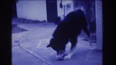 Medford New Jersey USA (1973): Dog Intently Playing With Small Object On Ground