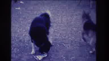 Medford New Jersey USA (1973): Two Dogs In Their Backyard, One Plays With A Toy