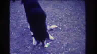 Medford New Jersey USA (1973): A Dog Manipulates Two Different Objects With His