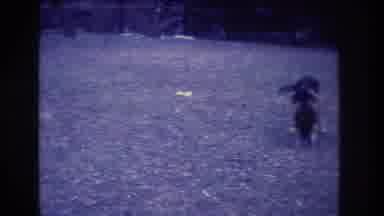 Medford New Jersey USA (1973): Dogs On A Grassy Field Chewing And Playing With A