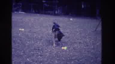 Medford New Jersey USA (1973): Dog In Yard Chewing On Newspapers He Took Out Of