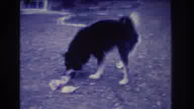 Medford New Jersey USA (1973): A Dog Is Smelling Trash On The Ground And The Dog