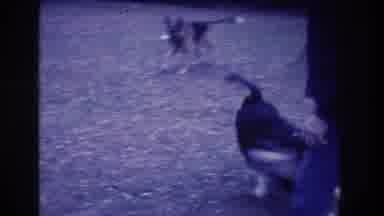 Medford New Jersey USA (1973): Playing Dog Grabbing Everything
