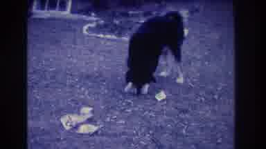 Medford New Jersey USA (1973): Children Are Opening Their Gifts As Dog Plays With