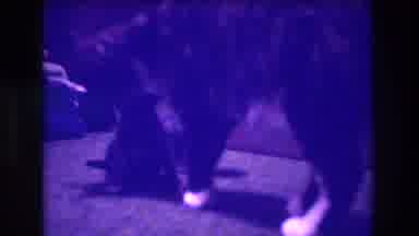Medford New Jersey USA (1973): Mother Cat Is Lovingly Caressing Her Babies As They