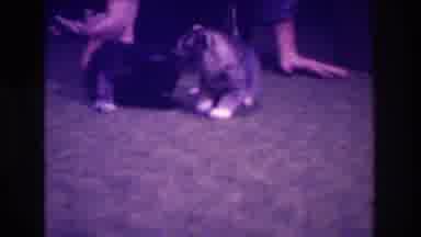Medford New Jersey USA (1973): Two Tiny Calico Kittens Playing Scared With Their