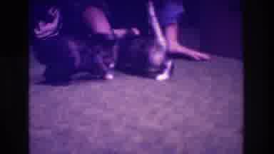 Medford New Jersey USA (1973): A Man Playing With Two Beautiful Kittens One Is