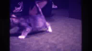 Medford New Jersey USA (1973): A Person Places A Pair Of Kittens On The Carpet Of