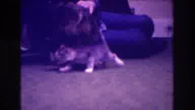 Medford New Jersey USA (1973): A Woman Plays With A Cat And Kittens On The Carpet