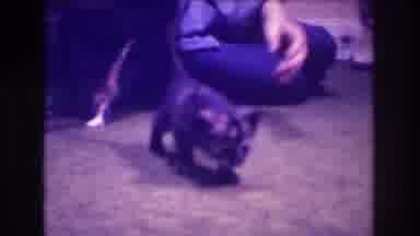 Medford New Jersey USA (1973): Two Cute Kittens Are Bathing Each Other With Their