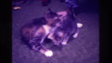 Medford New Jersey USA (1973): Adult Cat Licking Kitten While Sitting On Carpeted