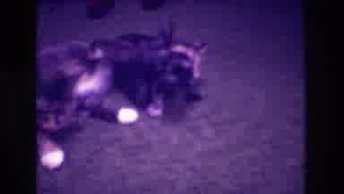 Medford New Jersey USA (1973): A Mother Cat With Her Kittens