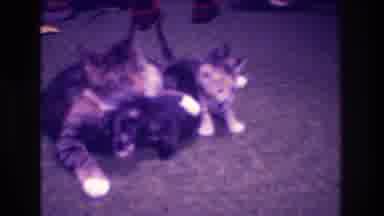 Medford New Jersey USA (1973): A Mother Cat Attempting To Clean Her Babies While