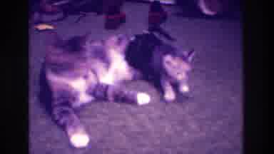 Medford New Jersey USA (1973): 2 Cats Playing