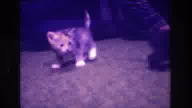 Medford New Jersey USA (1973): Light And Dark Baby Kittens Wonder To Explore As