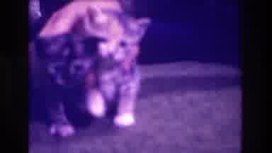 Medford New Jersey USA (1973): Two Little Kittens Being Posed For A Picture