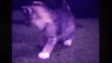Medford New Jersey USA (1973): Kitten And Cat With White Feet In A House