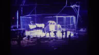 Boston USA (1974): The Animal Trainer Is Training The Elephants And Tigers And