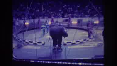 Boston USA (1974): Circus Elephant Performing On Stool In Arena With Other