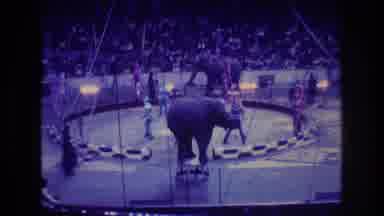 Boston USA (1974): Circus Ring With Elephants Performing On Stools With Trainers