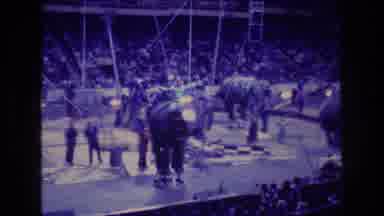 Boston USA (1974): Elephants In A Circus Environment