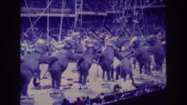Boston USA (1974): Performing Elephants At An Indoors Circus Lining Up For
