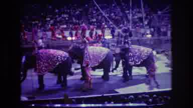 Boston USA (1974): Elephants Exhibited In The Circus
