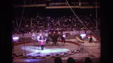 Boston USA (1974): Trained Horses At Circus Standing On Hind Legs