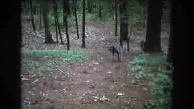 Baxter Maine USA (1975): A Dog Walking Down A Trail In The Middle Of A Forest