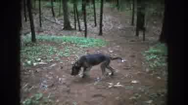 Baxter Maine USA (1975): A Dog Walking Around In A Forest Sniffing