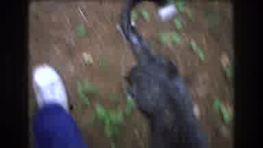 Baxter Maine USA (1975): Black Dog With White Face Walking Down A Nature Trail