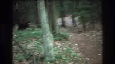 Baxter Maine USA (1975): A Run In The Park