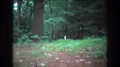 Baxter Maine USA (1975): Skunk Walking Around In The ForestLeaves Grass Free Dirty