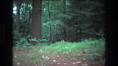 Baxter Maine USA (1975): Take Your Pet For A Walk In The Woods, He Will Be