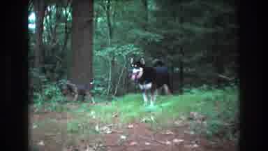 Baxter Maine USA (1975): Two Dogs Walking Through A Dense Forest