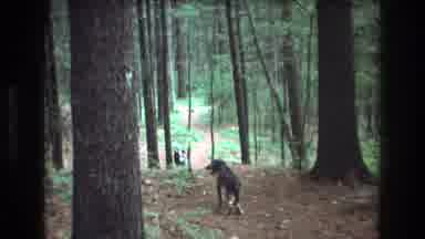 Baxter Maine USA (1975): On A Path In A Pine Forest One Dog Walks Away And Another