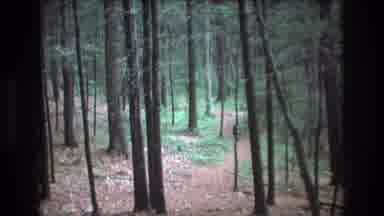 Baxter Maine USA (1975): Girl Running On A Woodland Path Towards A Deer That Takes