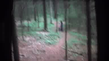 Baxter Maine USA (1975): Person And Dog Walking In Woods, Dog In Creek