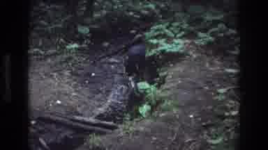Baxter Maine USA (1975): A Happy Black Dog Splashing In A Small Stream In The
