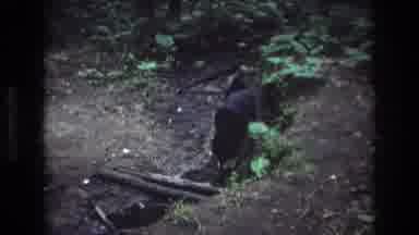 Baxter Maine USA (1975): Dogs Playing And Drinking From A Creek While In The Woods