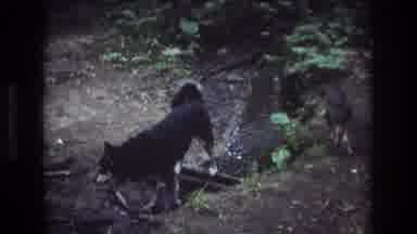 Baxter Maine USA (1975): Dog On Creek