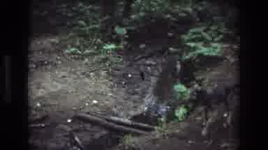 Baxter Maine USA (1975): Two Dogs Walking And Exploring A Creek In A Wooded Area