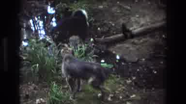 Baxter Maine USA (1975): Dogs In A Creek