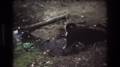 Baxter Maine USA (1975): Black Dog Walks Slowly Through A Shallow Creek In The