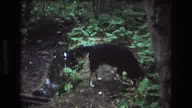 Baxter Maine USA (1975): Dog, Woods, Small Creek, Sniffing, Dirt